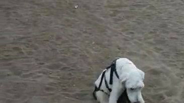 Todays practice session ..What a great dog with amazing determination!